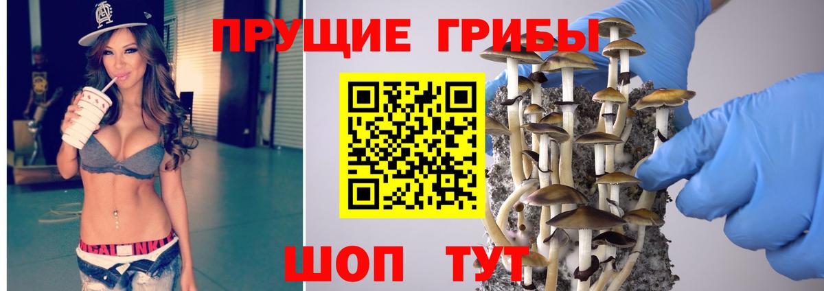 Галлюциногенные грибы Psilocybe Тверь